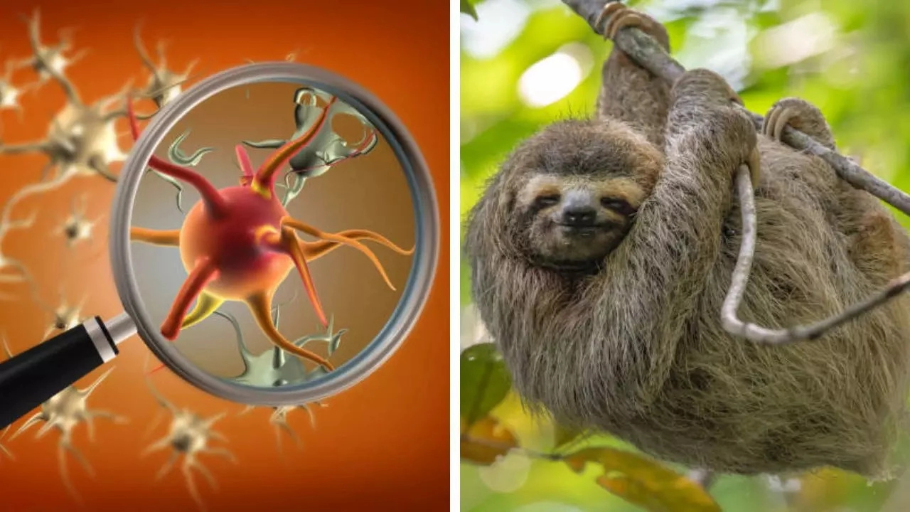 Sloth Fever Virus